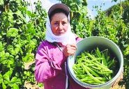 Sebzede üretici fiyatları ikiye katlandı
