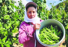 Sebzede üretici fiyatları ikiye katlandı
