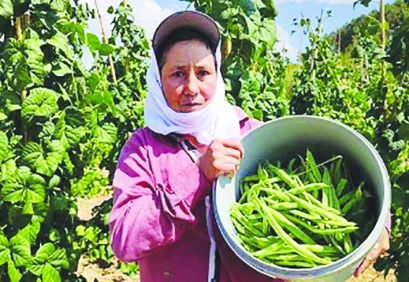 Sebzede üretici fiyatları ikiye katlandı