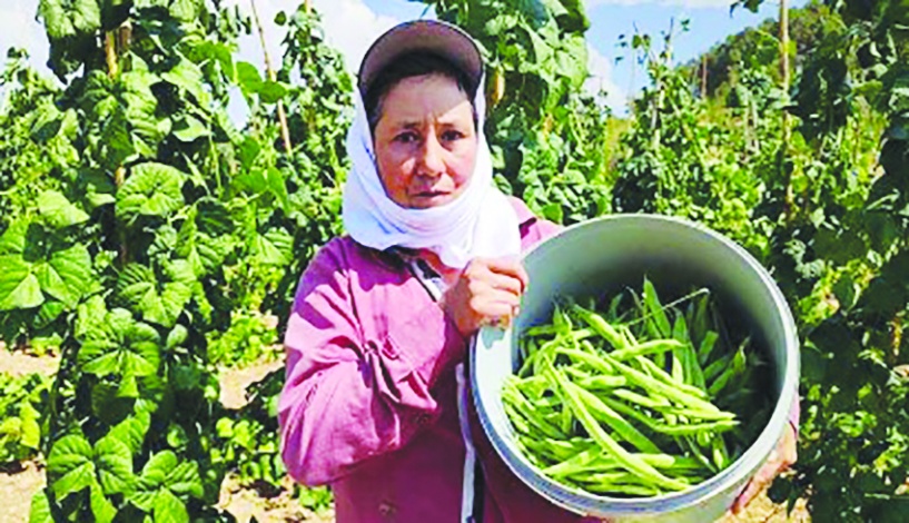 Sebzede üretici fiyatları ikiye katlandı