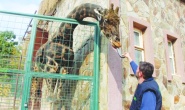 Hayvanların beslenmesi düzenli, hijyenik ve türlere uygun biçimde yapılmıyor
