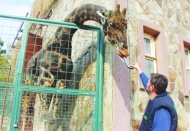 Hayvanların beslenmesi düzenli, hijyenik ve türlere uygun biçimde yapılmıyor