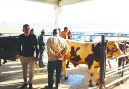 Fiyatlar yüksek olunca vatandaş  büyükbaş kurbanlığa yöneldi