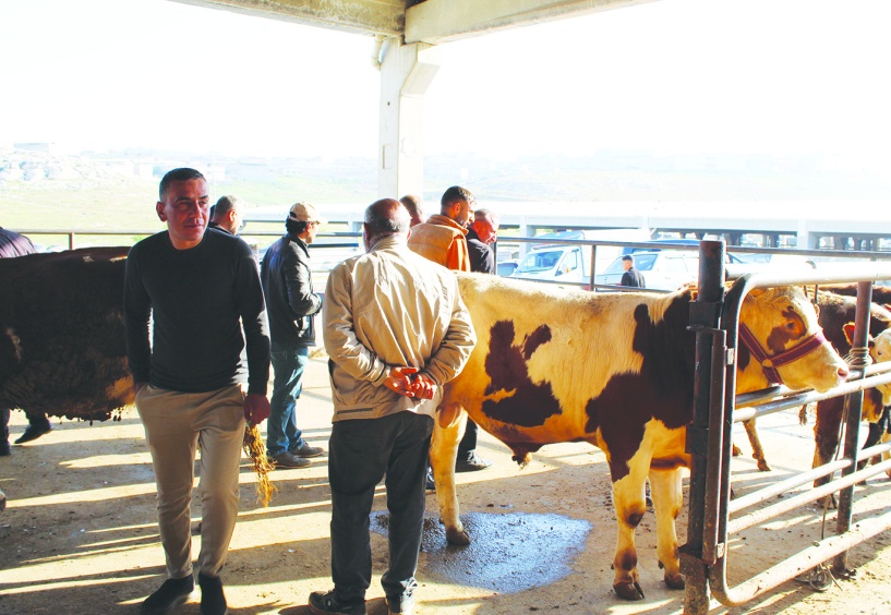 Fiyatlar yüksek olunca vatandaş  büyükbaş kurbanlığa yöneldi