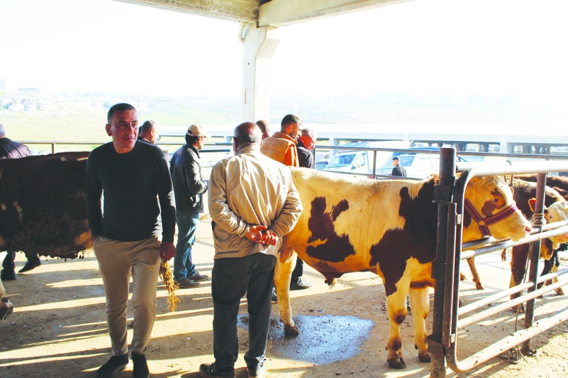 Fiyatlar yüksek olunca vatandaş  büyükbaş kurbanlığa yöneldi