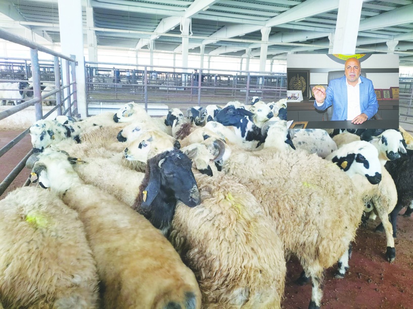 Anaç hayvan sayısı sadece Antep’te  değil, Türkiye genelinde azalıyor