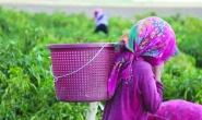 Gaziantep çocuk işçi  ölümlerinde ikinci sırada