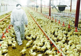 7 tavuk firmasına atanan kayyım kararı durduruldu