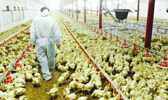 7 tavuk firmasına atanan kayyım kararı durduruldu