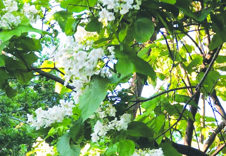 Katalpa ve ıhlamur ağaçları çiçek açtı