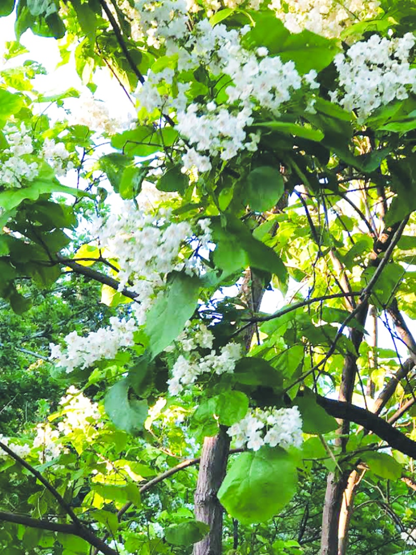 Katalpa ve ıhlamur ağaçları çiçek açtı