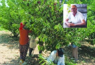 Üretici maliyetleri kurtarmaz  korkusuyla kirazını toplamadı