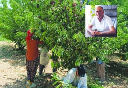 Üretici maliyetleri kurtarmaz  korkusuyla kirazını toplamadı