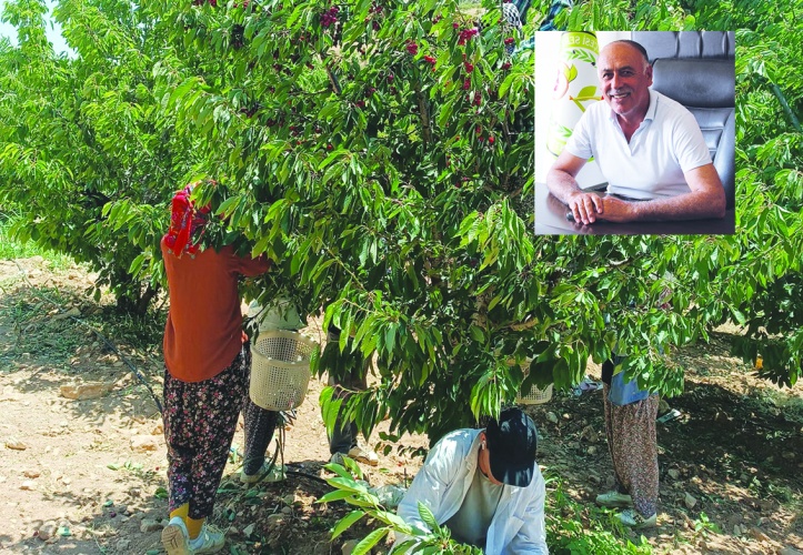 Üretici maliyetleri kurtarmaz  korkusuyla kirazını toplamadı