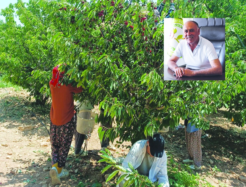 Üretici maliyetleri kurtarmaz  korkusuyla kirazını toplamadı