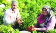 Tarım girdi fiyatlarındaki yıllık artış yüzde 37’ye yaklaştı