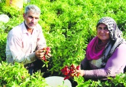 Tarım girdi fiyatlarındaki yıllık artış yüzde 37’ye yaklaştı