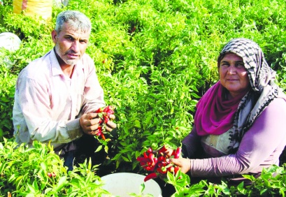 Tarım girdi fiyatlarındaki yıllık artış yüzde 37’ye yaklaştı