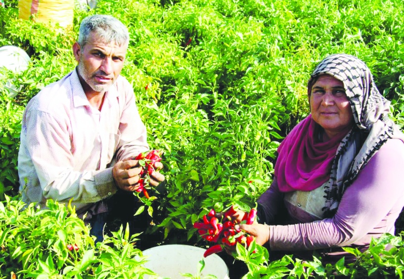 Tarım girdi fiyatlarındaki yıllık artış yüzde 37’ye yaklaştı