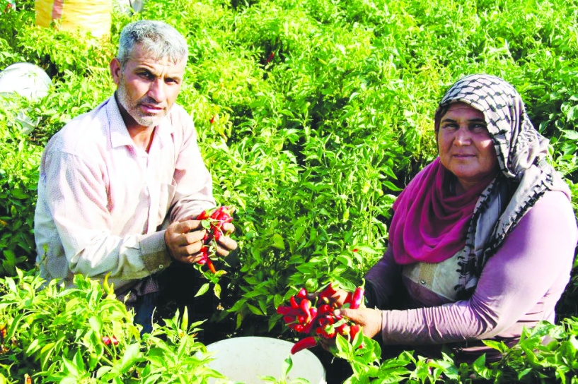 Tarım girdi fiyatlarındaki yıllık artış yüzde 37’ye yaklaştı