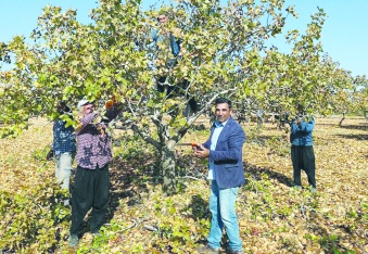 Çiftçiyi endişeye sevk eden  fıstık ithalatı durdurulmalı