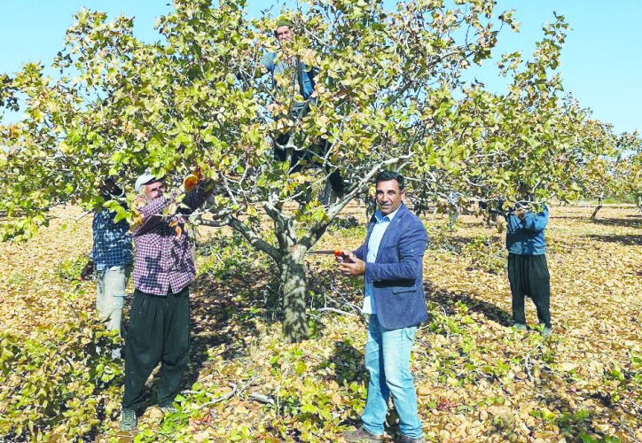 Çiftçiyi endişeye sevk eden  fıstık ithalatı durdurulmalı