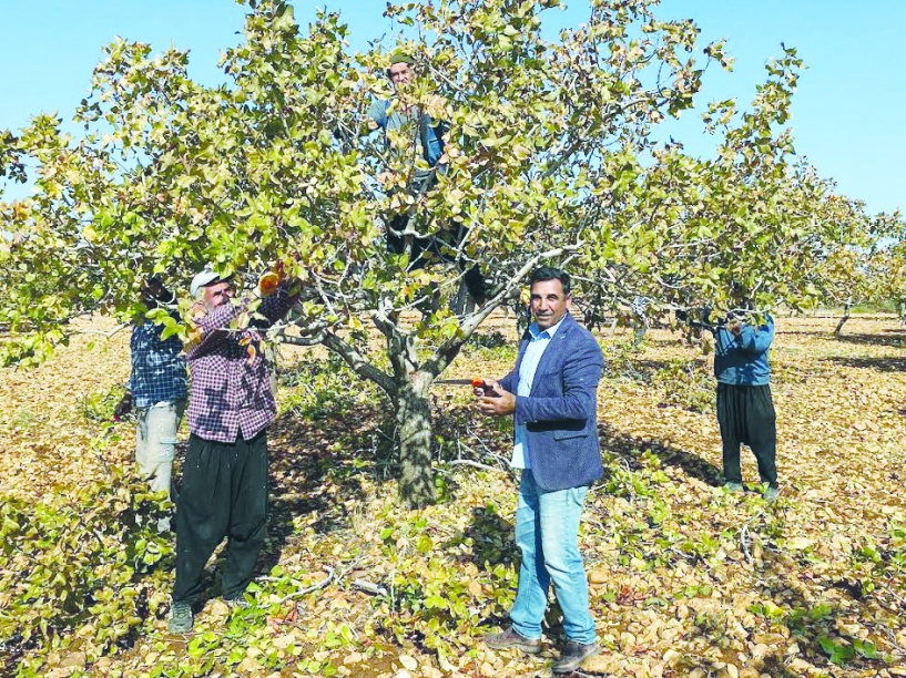 Çiftçiyi endişeye sevk eden  fıstık ithalatı durdurulmalı
