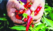 Türkiye'deki 'pestisit' verileri dünya ortalamasının birkaç katı