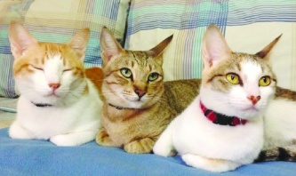 Sokak kedileri, ev kedisi olmayı seviyor