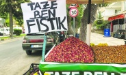 Yılın ilk ben fıstığı geldi