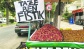 Yılın ilk ben fıstığı geldi