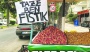 Yılın ilk ben fıstığı geldi