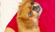 Köpekler insanların mutlu, üzgün ve öfkeli olduğunu anlayabiliyor