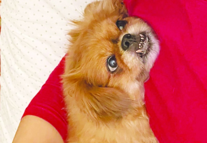 Köpekler insanların mutlu, üzgün ve öfkeli olduğunu anlayabiliyor