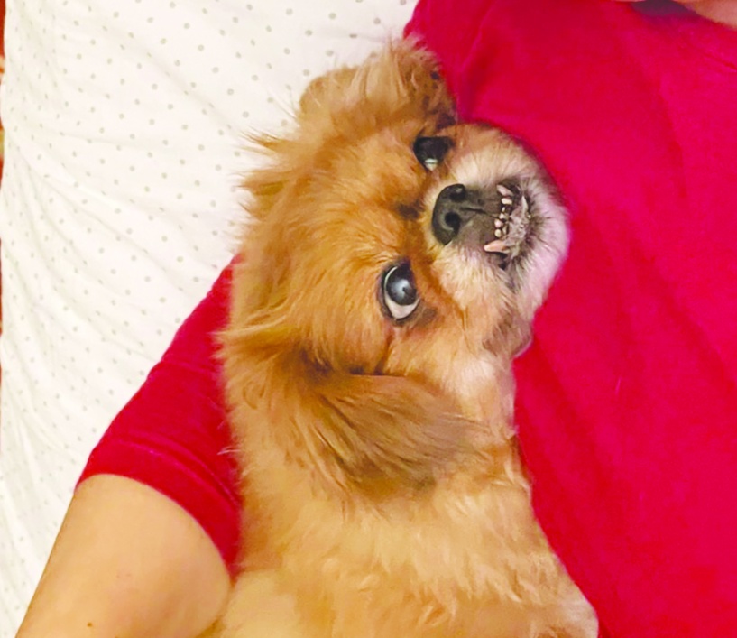 Köpekler insanların mutlu, üzgün ve öfkeli olduğunu anlayabiliyor