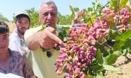 Suriye’den gelen fıstık, yerli üreticiyi zor durumda bırakıyor