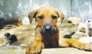 Sokakta köpek bırakmadılar, hepsini barınaklara tıktılar