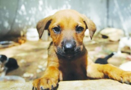 Sokakta köpek bırakmadılar, hepsini barınaklara tıktılar