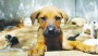 Sokakta köpek bırakmadılar, hepsini barınaklara tıktılar