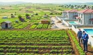 Asırlık fıstık ve zeytin ağaçlarının  yerine mantar gibi villalar yapıldı