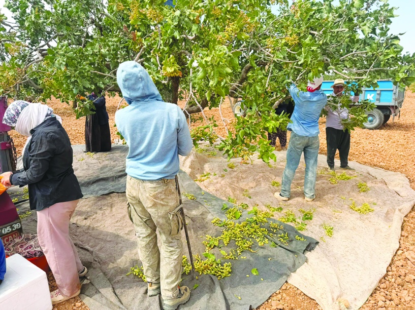 Hasatta büyük hayal kırıklığı yaşanıyor bazı arazilerden 10 kilo fıstık çıkmıyor