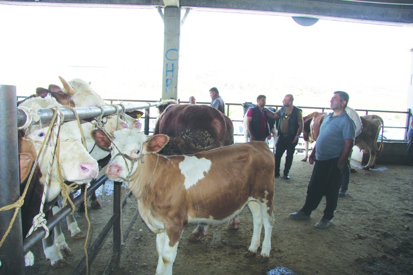 İthal danaya geçen  yıllardaki gibi talep yok