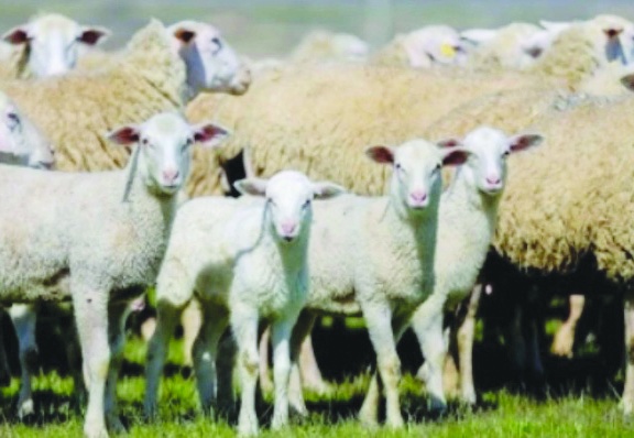 TİGEM desteğine 4 bin kişi  başvurdu sadece 3 kişi alabildi