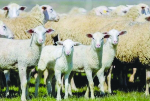 TİGEM desteğine 4 bin kişi  başvurdu sadece 3 kişi alabildi