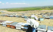 Avrupa ve İngiltere  bal ithalatını durdurdu