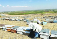 Avrupa ve İngiltere  bal ithalatını durdurdu