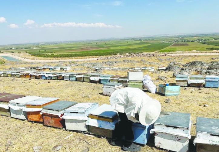 Avrupa ve İngiltere  bal ithalatını durdurdu