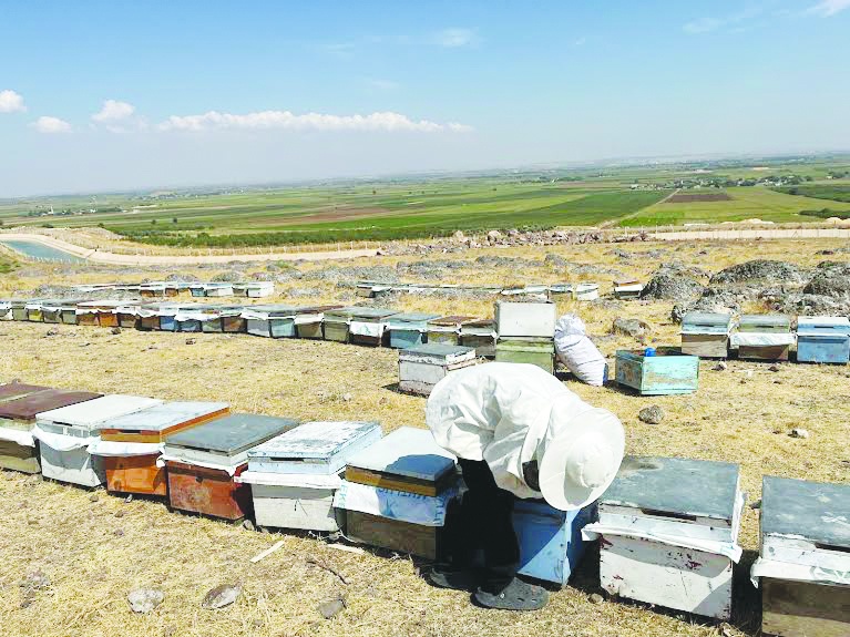 Avrupa ve İngiltere  bal ithalatını durdurdu