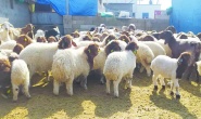 Yem maliyetlerindeki artış  üreticiyi zor durumda bırakıyor