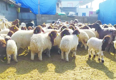 Yem maliyetlerindeki artış  üreticiyi zor durumda bırakıyor